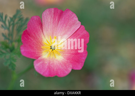 California Poppy Eschscholzia Californica "Carmine King" Draufsicht rosa Blüte mit gelben Staubfäden mit Blatt in weichen Stockfoto