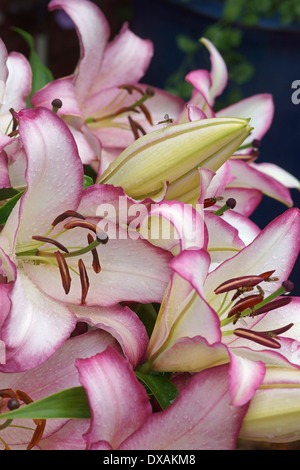 Orientalische Lilie, Lilium "Hotline", mehrere rosa umrandete Blüten. Stockfoto