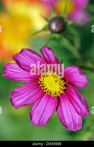 Cosmos Bipinnatus Blüte mit Knospe gegen Weichzeichner gelbe Blume. Stockfoto