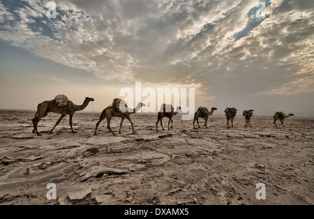 Kamelkarawanen mit Salz durch die Wüste in der Danakil-Senke, Äthiopien Stockfoto