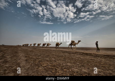 Kamelkarawanen mit Salz durch die Wüste in der Danakil-Senke, Äthiopien Stockfoto