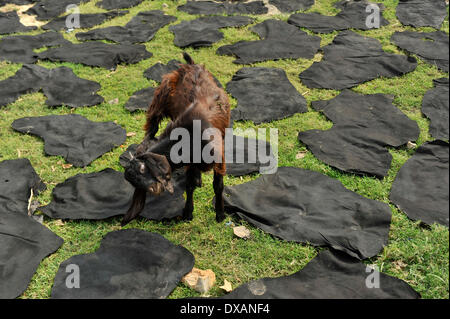 Gehen mit Geschichte "Hazaribagh: giftige Leder in Bangladesch" von Mohammad Asad auf diesem Foto, aufgenommen am 21. März 2014. Hazaribagh giftige Leder ist wichtig für das Leben, denn es Leben retten Geld zu verdienen viele Menschen und zerstören Leben, seine Giftigkeit. Hier arbeiten Sie in der Regel schlechte Menschen. Menschen Sie in diesem die meisten Frauen und Kinderarbeit. Hazaribagh rangiert unter den 30 am stärksten verschmutzten Orte der Welt. Jeden Tag 15.000 m3 Abfall und giftigen Schlamm werden freigesetzt und reichern sich in der Mitte der Häuser. Sie fließen direkt in den Fluss, die unbehandelt. Daher überrascht es nicht, die den Fluss überqueren Stockfoto