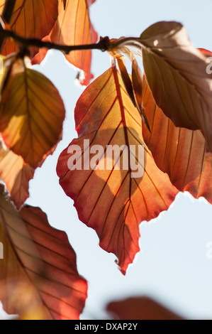 Buche, Blutbuche, Fagus Sylvatica Purpurea, bronze farbige Blätter am Baum. Stockfoto