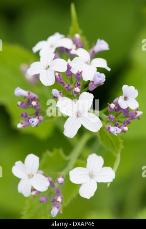 Ehrlichkeit, mehrjährige Ehrlichkeit, Lunaria Rediviva, Nahaufnahme eines Clusters von kleinen Blüten. Stockfoto