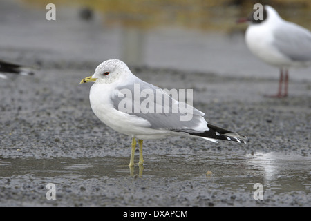 Gemeinsamen Gull Larus Canus - Winter Erwachsene. Stockfoto