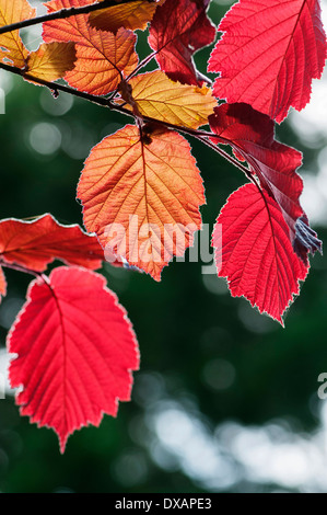 Hazel, lila blätterige Haselnuss, Corylus Maxima 'Purpurea', hinterleuchtete Blätter zeigen roten Farbe. Stockfoto