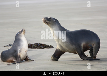 zwei süße Seelöwen am Strand Stockfoto