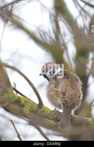 Baum-Spatz (Passer Montanus) Stockfoto