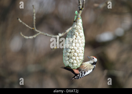 Middle Spotted Woodpecker (Dendrocopos Medius) Stockfoto