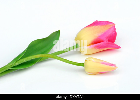 Tulpe Stockfoto