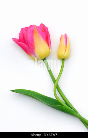 Tulpe Stockfoto