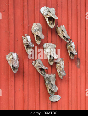 Hecht ("Gädda") Köpfe an der Wand ein Angeln auf der Insel Fjäderholmarna in den Stockholmer Schären vergossen Stockfoto