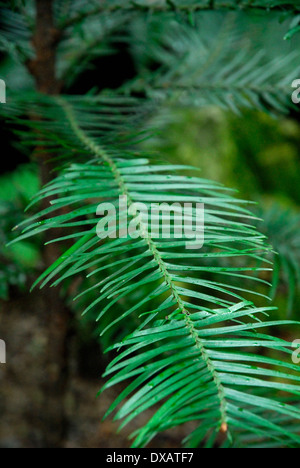 Wollemi Pine Stockfoto