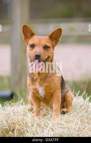 Ein 20 Monate altes rot und schwarz Patterdale Terrier Hund Stockfoto