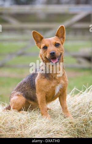 Ein 20 Monate altes rot und schwarz Patterdale Terrier Hund Stockfoto