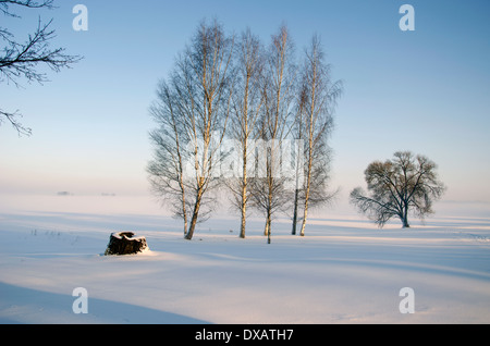 Schöne Winterzeit Morgen Landschaft mit Birke Stockfoto