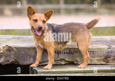 Ein 20 Monate altes rot und schwarz Patterdale Terrier Hund Stockfoto