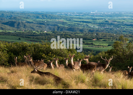 In der Nähe des Hotel Diana Dea Lodge Deer durchstreifen. Das Hotel liegt 600 Meter über dem Meeresspiegel, mit Blick auf Sainte-Anne, in der Mitte Stockfoto