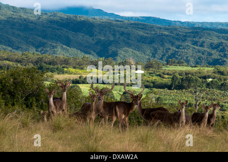 In der Nähe des Hotel Diana Dea Lodge Deer durchstreifen. Das Hotel liegt 600 Meter über dem Meeresspiegel, mit Blick auf Sainte-Anne, in der Mitte Stockfoto