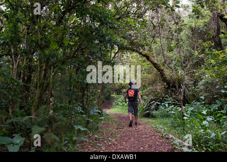 Wandern in den Dschungel Bélouve Primärwald. Dies ist die primäre Wald mit Flora ist ähnlich wie Madagaskar, Ostafrika Stockfoto