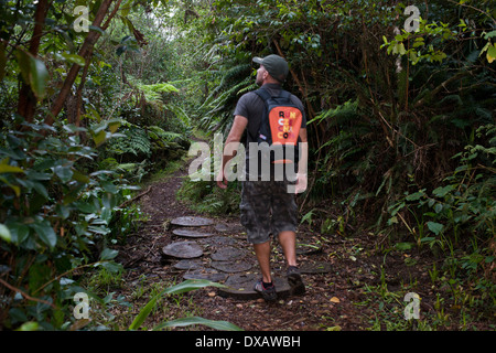 Wandern in den Dschungel Bélouve Primärwald. Dies ist die primäre Wald mit Flora ist ähnlich wie Madagaskar, Ostafrika Stockfoto