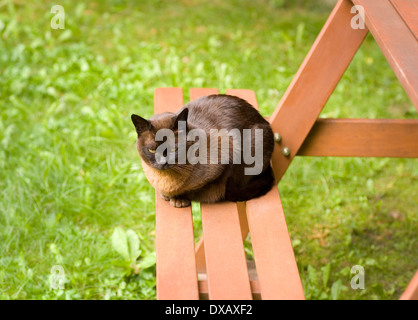 19 jährige braune birmanische Katze im Garten Stockfoto