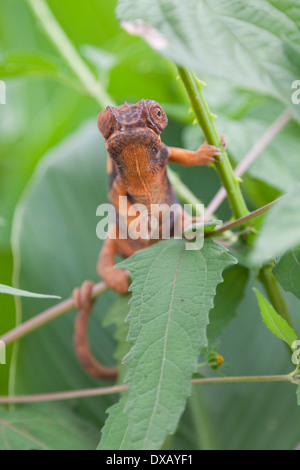 Furcifer Pardalis (m) Stockfoto