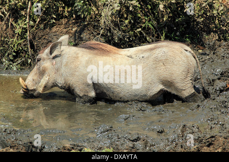 Gemeinsamen Warzenschwein (Phacochoerus Africanus) im Schlamm Trinkwasser, Serengeti, Tansania Stockfoto