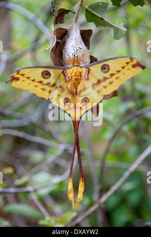 Argema Mittrei; Stockfoto