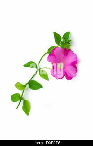 Petunia Stockfoto
