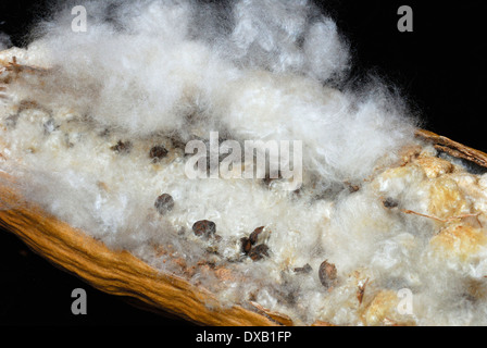 Kapok-Baum Stockfoto