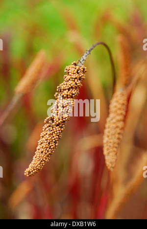 Foxtail Hirse Stockfoto