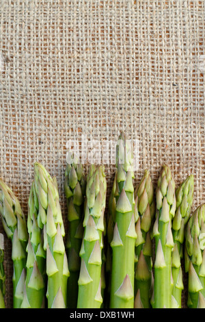 Frischer grüner Spargel Tipps (Spargel Officinalis) gegen hessischen Tuch Hintergrund, UK - Wiih Textfreiraum Stockfoto
