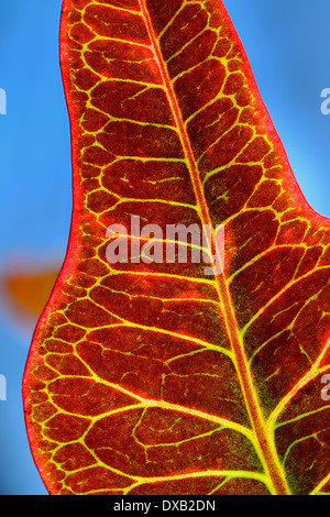 Unterseite der eine Hintergrundbeleuchtung bunt Croton aus roten Blättern und gelben Adern vor blauem Himmel Stockfoto