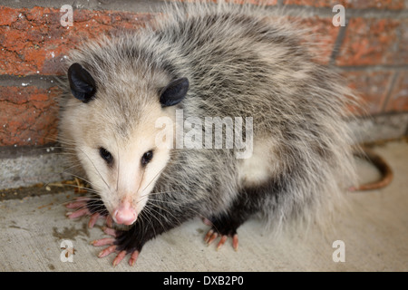 Virgina Opossum didelphis virginiana an einer Mauer an einem warmen Winter Tag in Toronto, Kanada Stockfoto