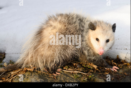 Virgina Opossum didelphis virginiana in der Sonne an einem warmen Winter Tag in Toronto, Kanada Stockfoto