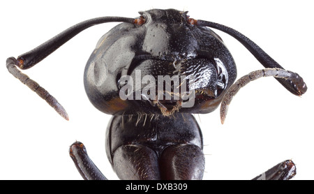 Geringem Umfang Vergrößerung der Schwarze Ameise Ausschnitt Stockfoto