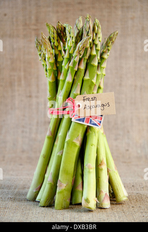 Eine Reihe von frischen, grünen Spargelspitzen gebunden mit Bast Stand auf einem rustikalen hessische Hintergrund, UK Stockfoto