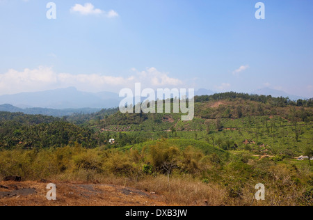 Süd-Indien Landschaft mit Tee und Palme Plantagen gesehen von hoch auf einem Hügel in den Western Ghats von Wayanad in Kerala Stockfoto