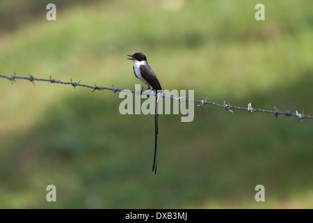 Gabel-tailed Flycatcher, Tyrannus Savana, thront auf einem Stacheldrahtzaun, Magdalena-Tal, Kolumbien. Stockfoto