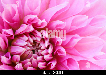 Eine schöne rosa Chrysantheme sehr eng in Makro fotografiert. Stockfoto