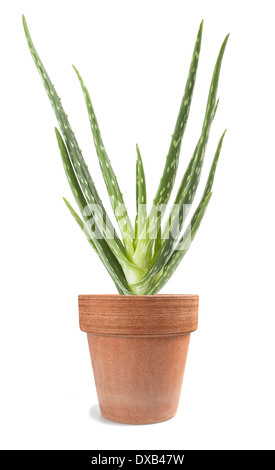 Aloe-Vera-Pflanze in Vase isoliert auf weißem Hintergrund Stockfoto