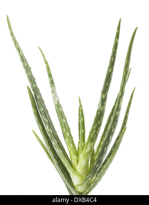Aloe Vera Pflanze isoliert auf weißem Hintergrund Stockfoto
