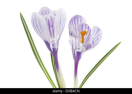 Lila Krokusblüten isoliert auf weißem Hintergrund Stockfoto