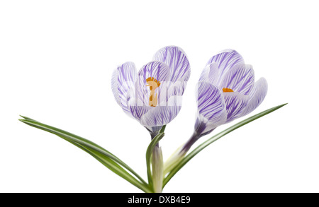 Lila Krokusblüten isoliert auf weißem Hintergrund Stockfoto