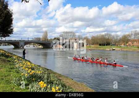 Themse in Hampton Court, SW-London, UK. 22. März 2014. Vorbereitung für den Start des Kopfes des Rennens Fluss Kingston. Über 200 Mannschaften kämpften in der jährlichen Veranstaltung für 3 Meilen von der Themse zwischen Hampton Court Palace und Kingston Rowing Club. Die Mannschaften, die alle aus dem Süden Englands konkurrierten ist mehrere Klassen einschließlich Achter, Vierer, Schädeln und Ruderer, Senior, Junior, Herren- und Damen-Teams. Ergebnisse noch nicht verfügbar. Bildnachweis: Julia Gavin/Alamy Live-Nachrichten Stockfoto