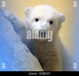 Datei - eine Archivfoto datiert 12. März 2014 zeigt weibliche Polar Bear Cub, geboren am 16. Dezember 2013, im Bereich "hinter der Bühne" der Zoo am Meer in Bremerhaven, Deutschland. Der Eisbär war Name Lale. Foto: CARMEN JASPERSEN Stockfoto