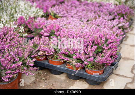 rosa Blüten der Calluna Vulgaris-ling Stockfoto