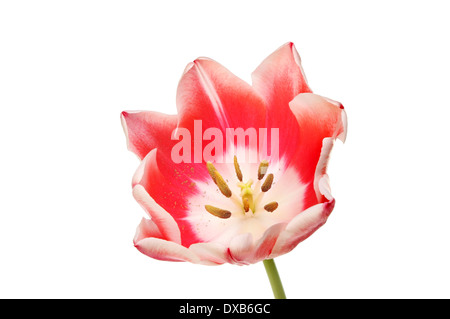 Blick in das Zentrum der eine rote Tulpe Blume isoliert gegen weiß Stockfoto