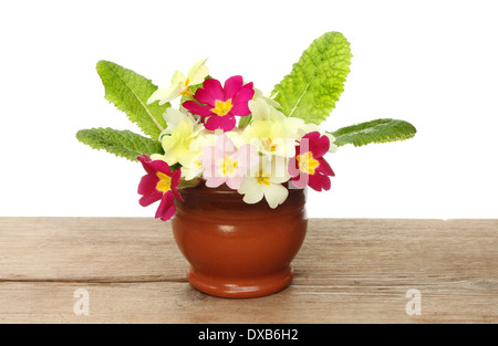 Primel Blüten und Blätter in glasiertem Terrakotta-Topf auf verwittertem Holz vor einem weißen Hintergrund Stockfoto